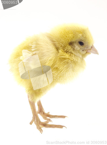 Image of little chicken