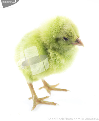 Image of little chicken