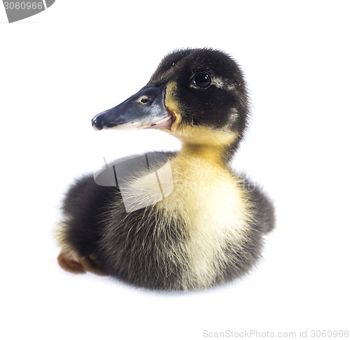 Image of Funny black Duckling 