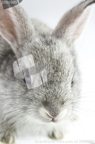 Image of pretty rabbit 