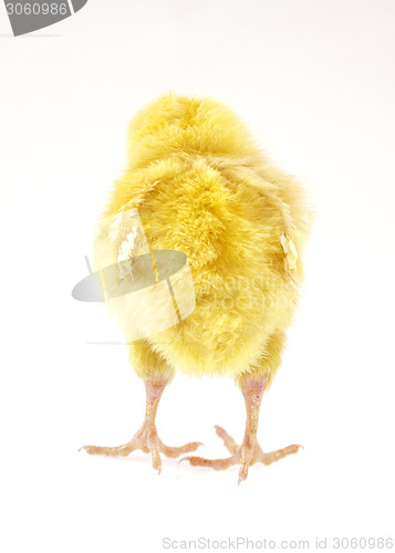 Image of little chicken