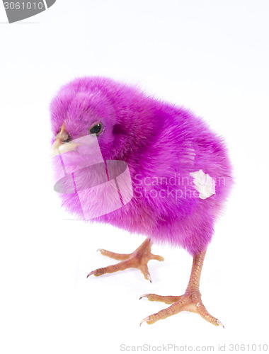 Image of little chicken