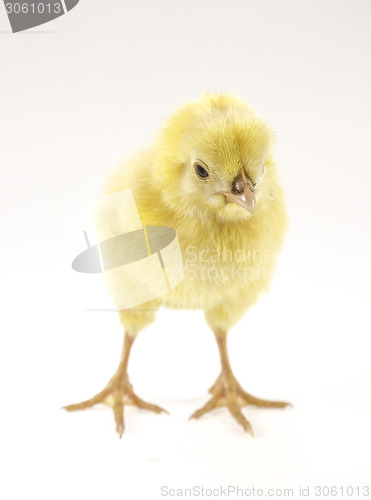 Image of little chicken