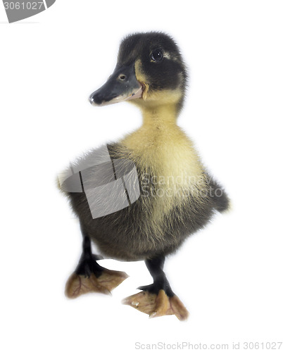 Image of Funny black Duckling 