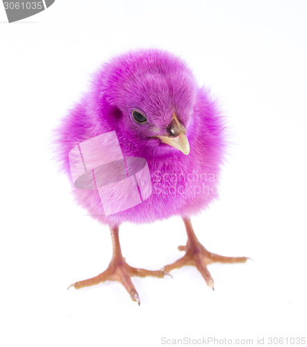 Image of little chicken