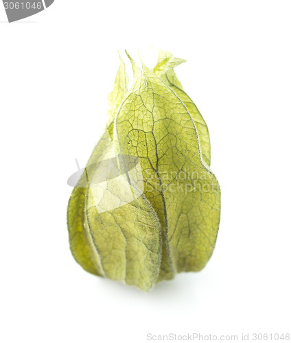 Image of Physalis