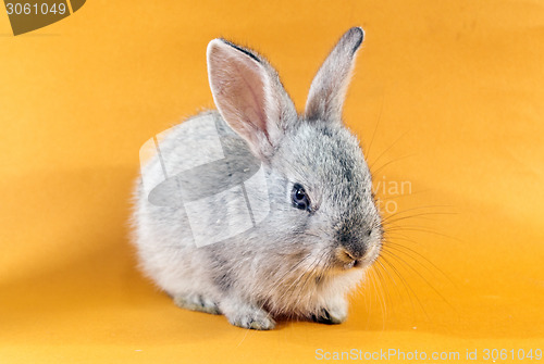 Image of pretty rabbit 