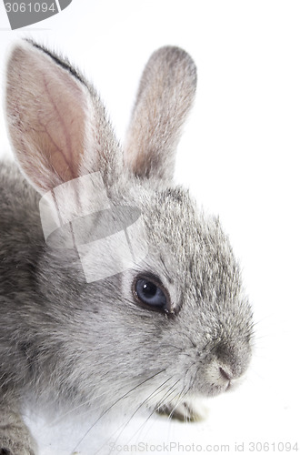 Image of pretty rabbit 