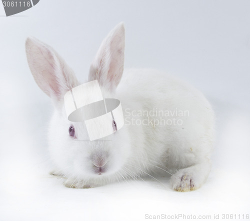 Image of pretty rabbit 