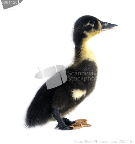 Image of Funny black Duckling 