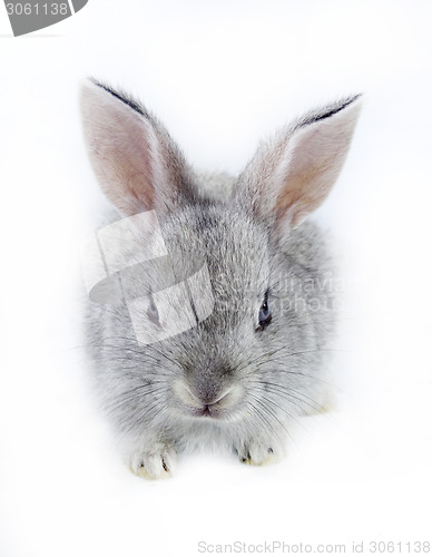 Image of pretty rabbit 