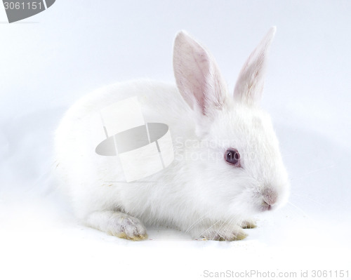 Image of pretty rabbit 