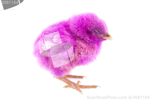 Image of little chicken