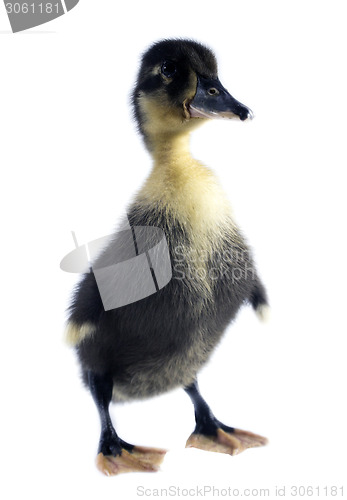 Image of Funny black Duckling 