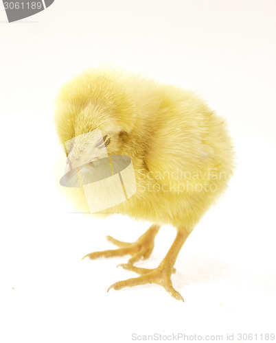 Image of little chicken