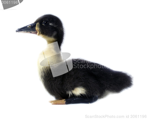 Image of Funny black Duckling 