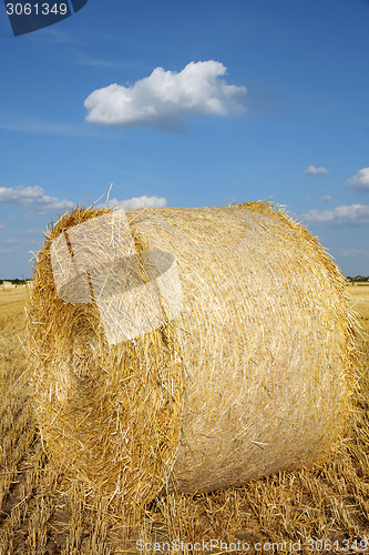 Image of Field of freshly cut bales on farmer field