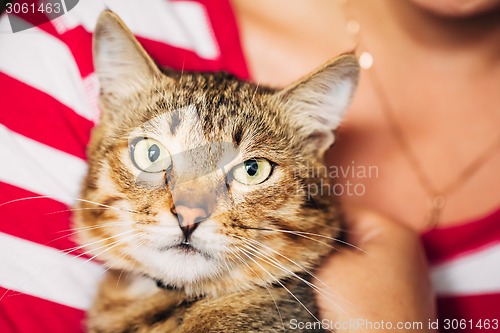 Image of Close Up Portrait Tabby Male Kitten Cat