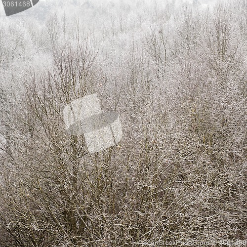 Image of Winter trees background 