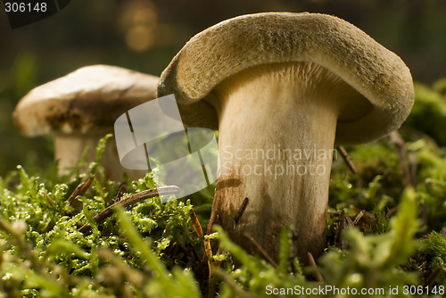 Image of mushroom