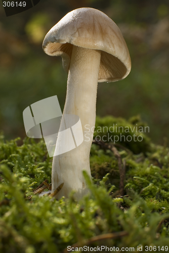 Image of mushroom