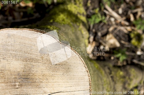 Image of stump taken from the top