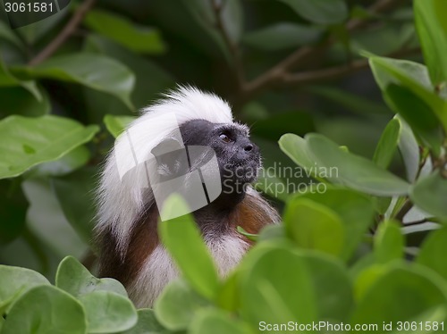 Image of cotton-top tamarin