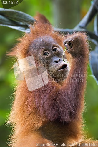 Image of Borneo Orangutan