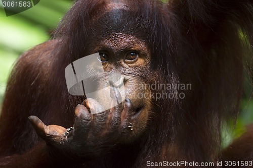 Image of Borneo Orangutan