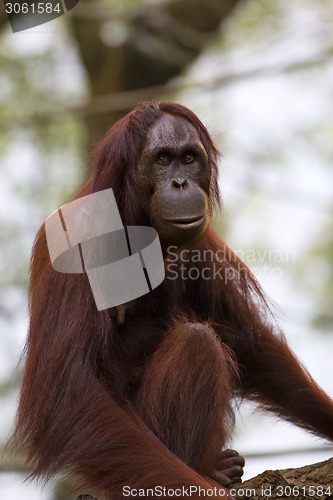 Image of Borneo Orangutan