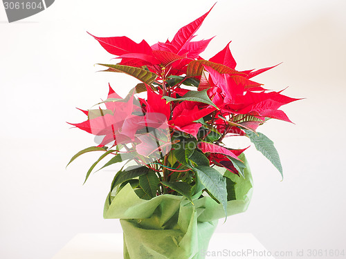 Image of Poinsettia Christmas star