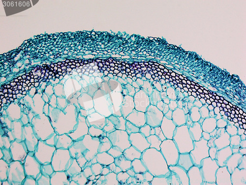 Image of Cucurbita stem micrograph