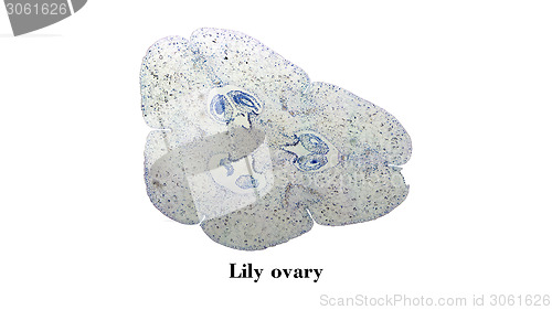 Image of Lily ovary micrograph