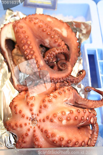 Image of Octopus for sale