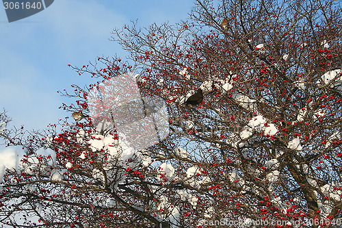 Image of Rowan tree with fruit and birds