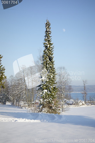 Image of tree and snow