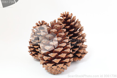 Image of pine cones