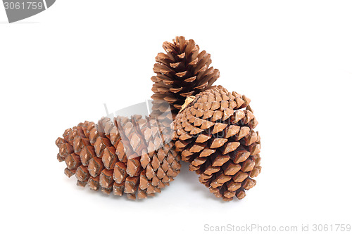 Image of pine cones