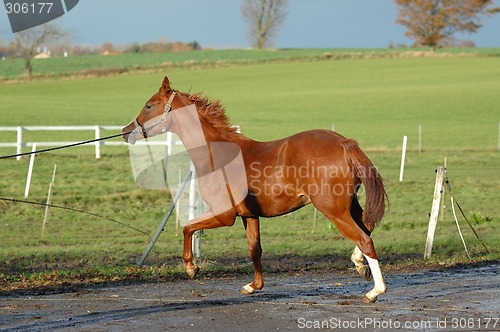 Image of Horse