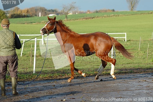 Image of Man and horse