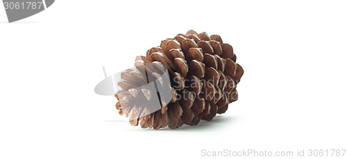 Image of cone