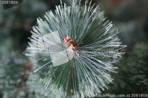 Image of Christmas tree