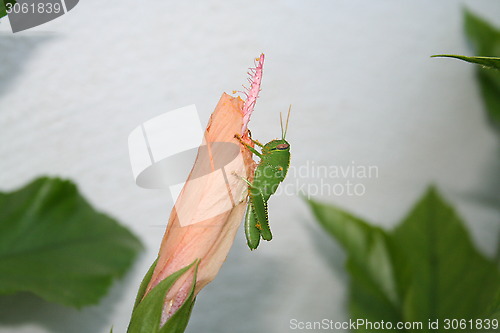 Image of Grasshopper on Hibiscus flower