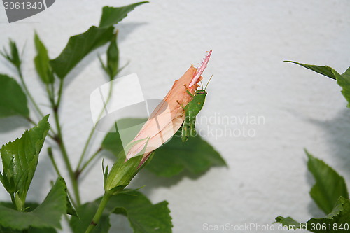 Image of Grasshopper on Hibiscus flower