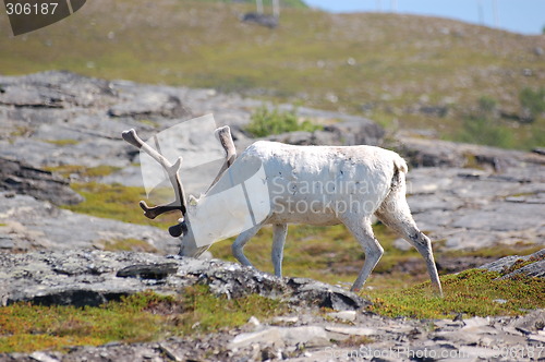 Image of Reindeer 2