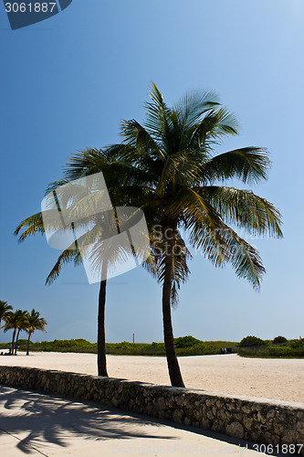 Image of Palm trees along a beach walkway