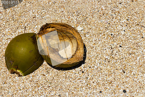 Image of Coconut on the beach
