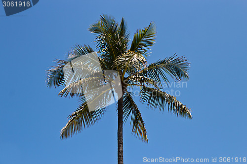Image of Palm tree against a blue sky