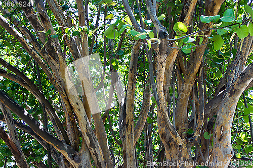 Image of Healthy tropical trees