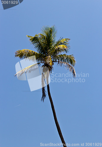 Image of Tall palm tree against a blue sky